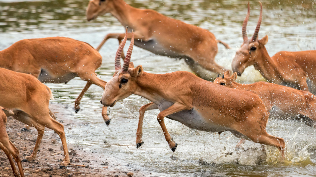 Saiga Antelope