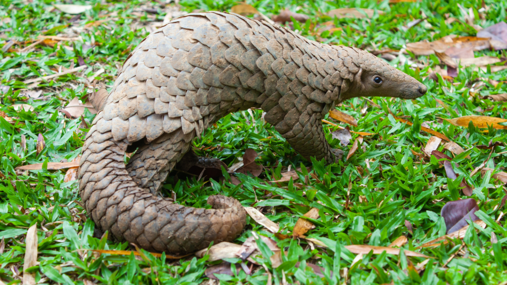 Pangolin