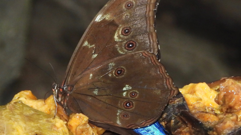 Blue Morpho Butterfly