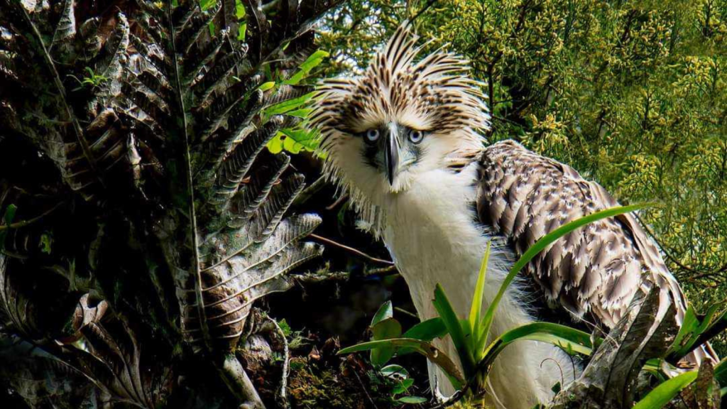 Philippine Eagle