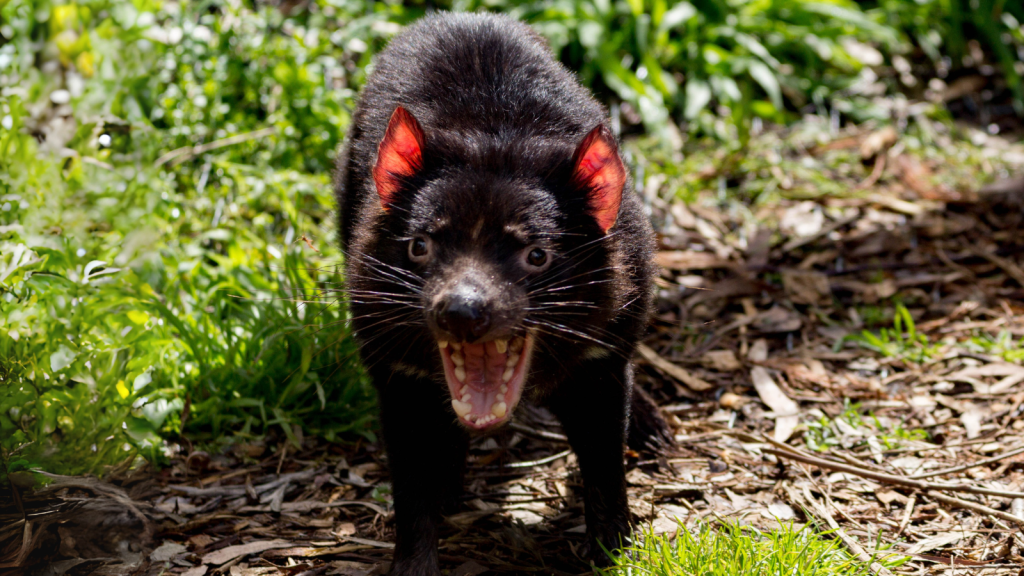 Tasmanian Devil