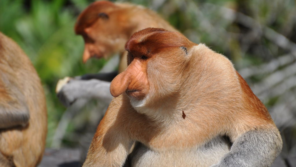 Proboscis Monkey