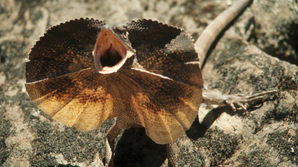 Frilled Lizard