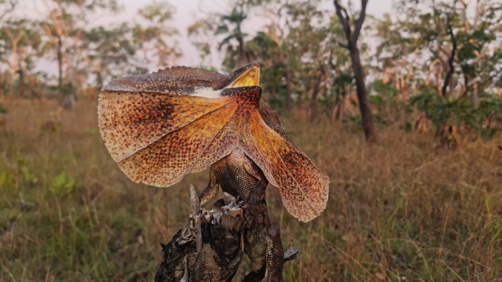 Frilled Lizard