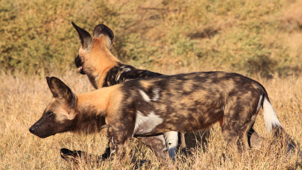 African Wild Dogs