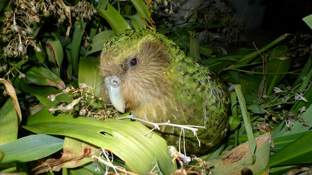 Kakapo