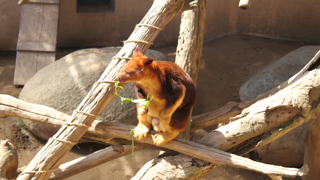 Tree Kangaroo 