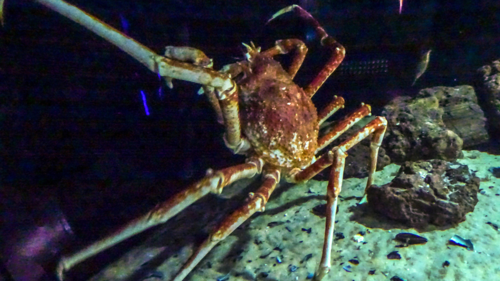 Japanese Spider Crab