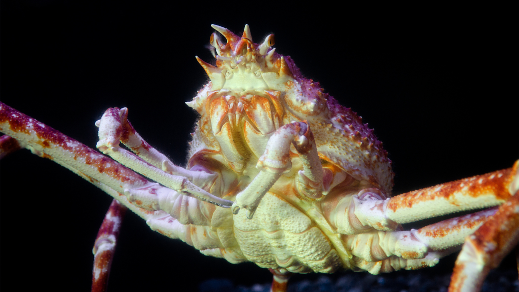 Japanese Spider Crab