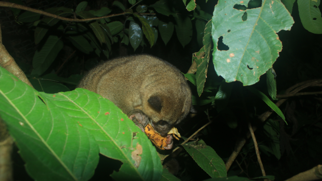 Kinkajou