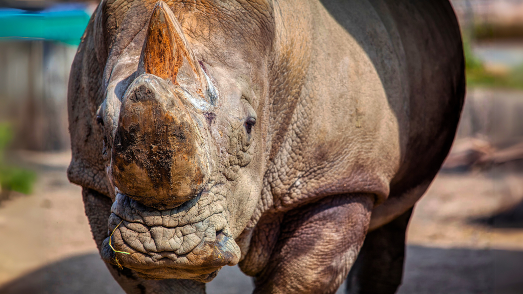 18 Things You Didn't Know About the Sumatran Rhinoceros