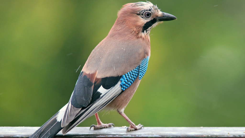 European Jay