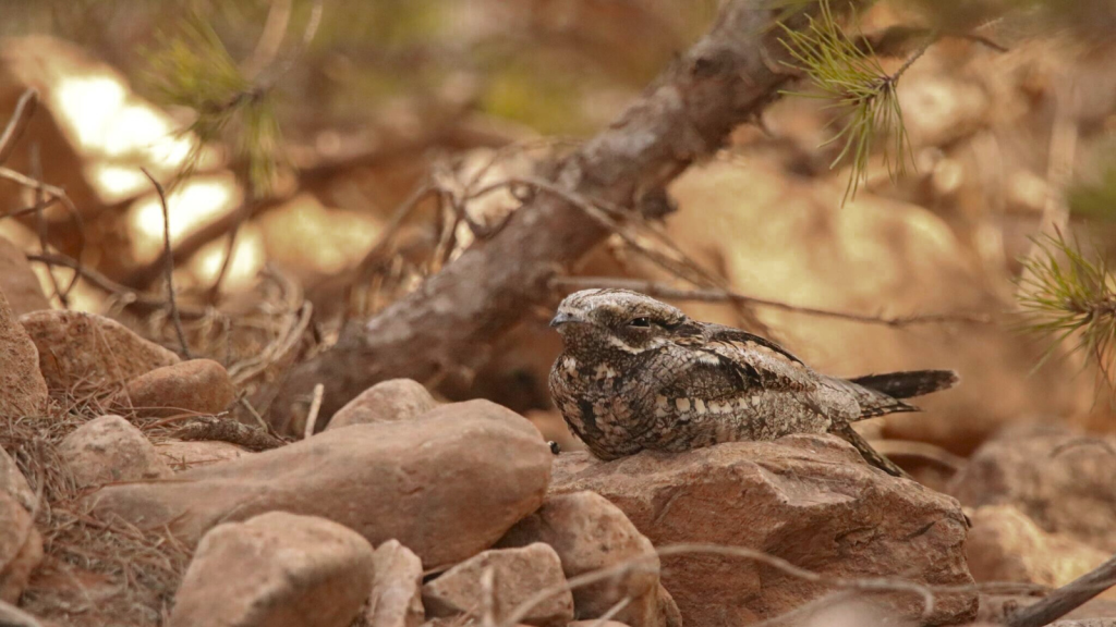 Nightjar