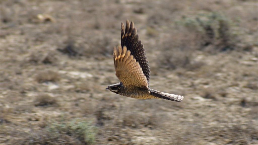 Nightjar