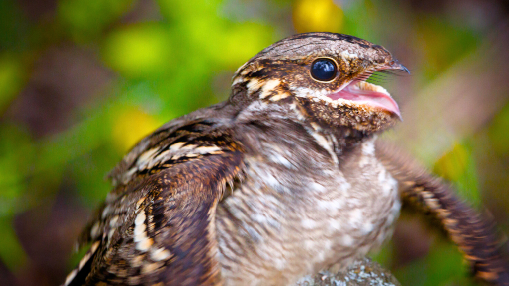 17 Mind-Blowing Things About Nightjars in UK Woodlands