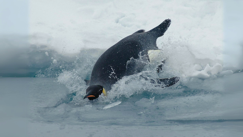 Emperor Penguin