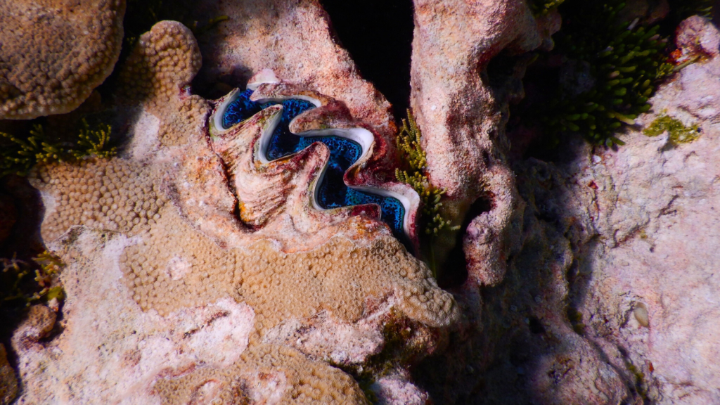 Small Giant Clam