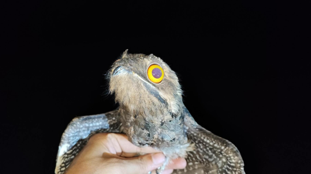 Potoo