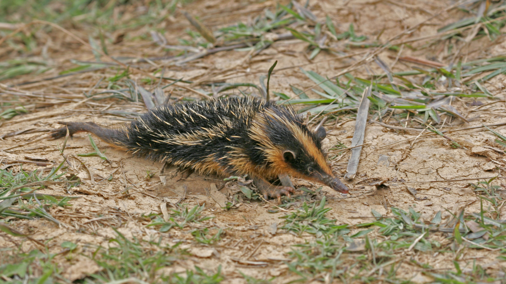 Lowland Streaked Tenrec