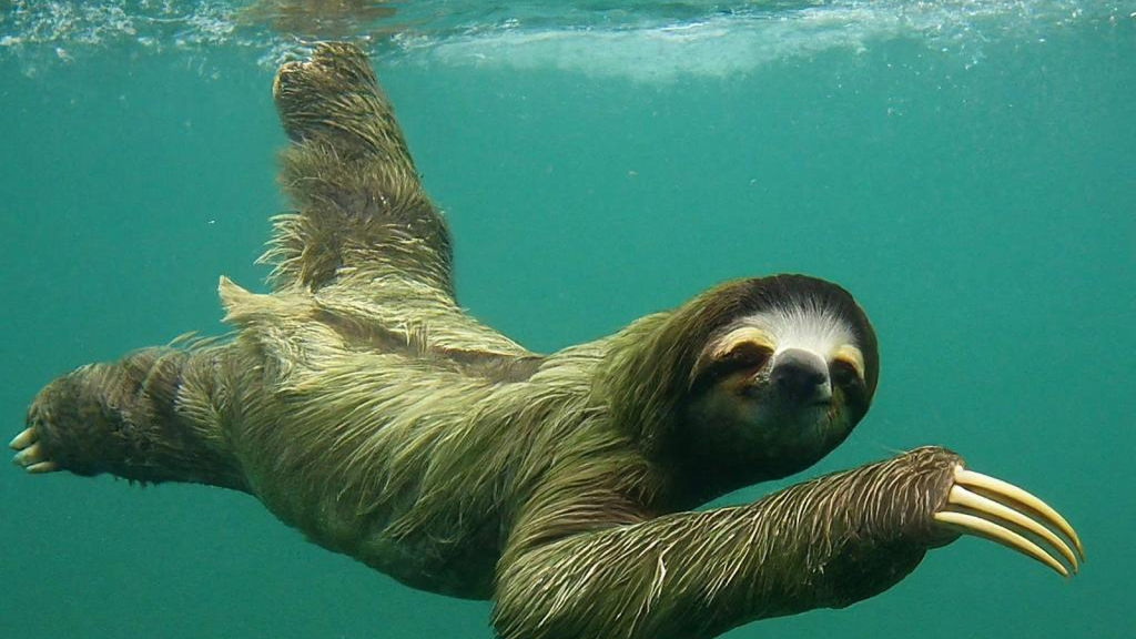 Sloth