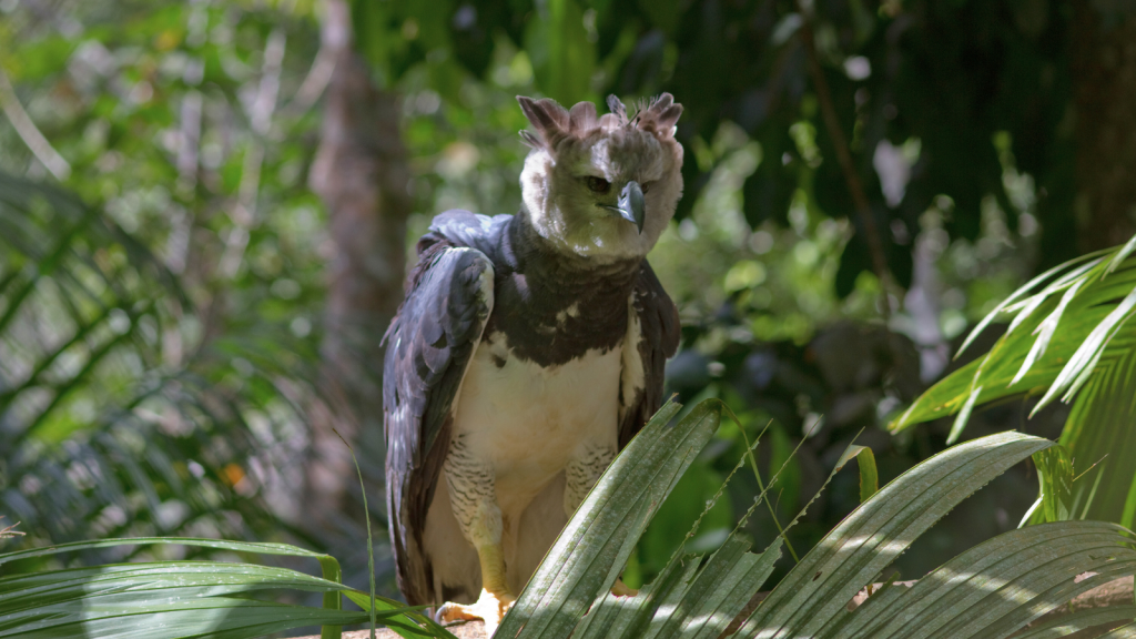 Harpy Eagle