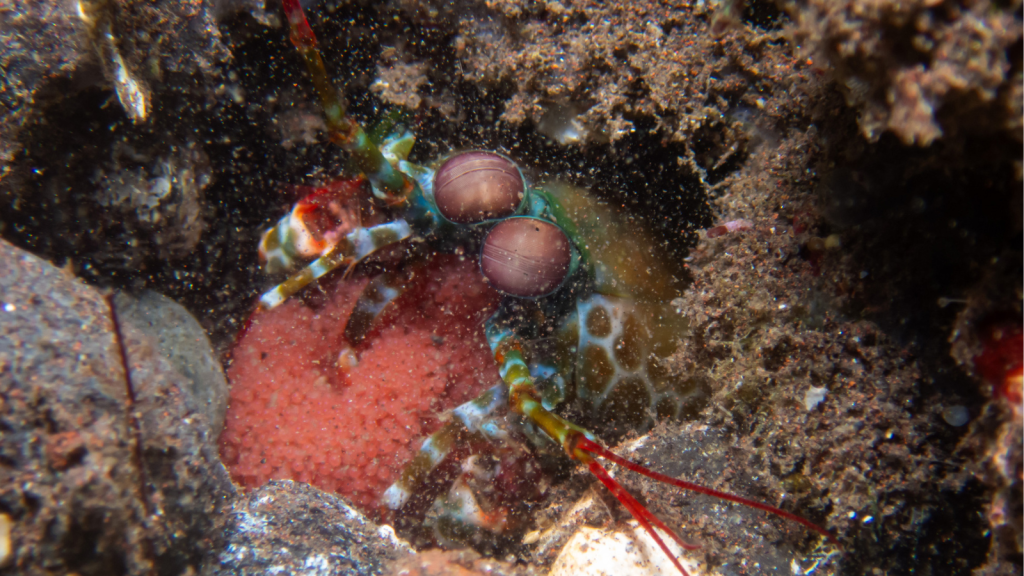 Peacock Mantis Shrimp