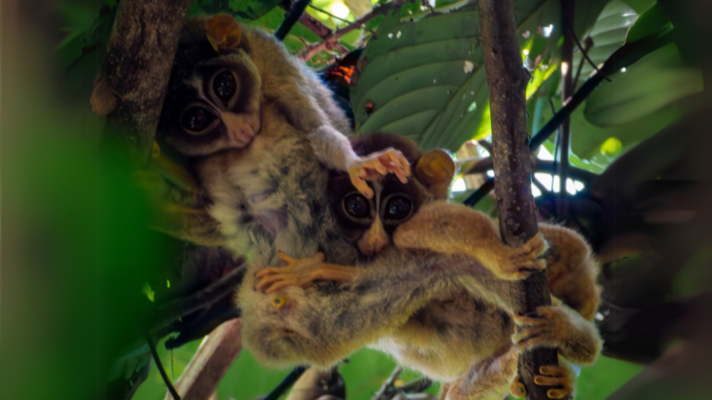 Slender Loris