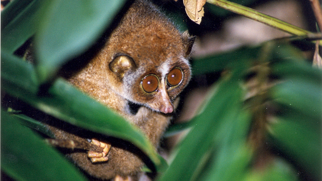 Slender Loris