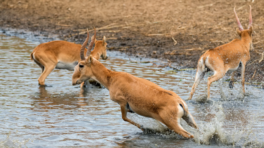 Saiga Antelope