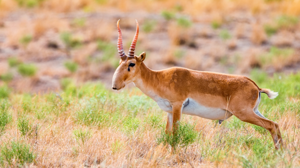 Saiga Antelope