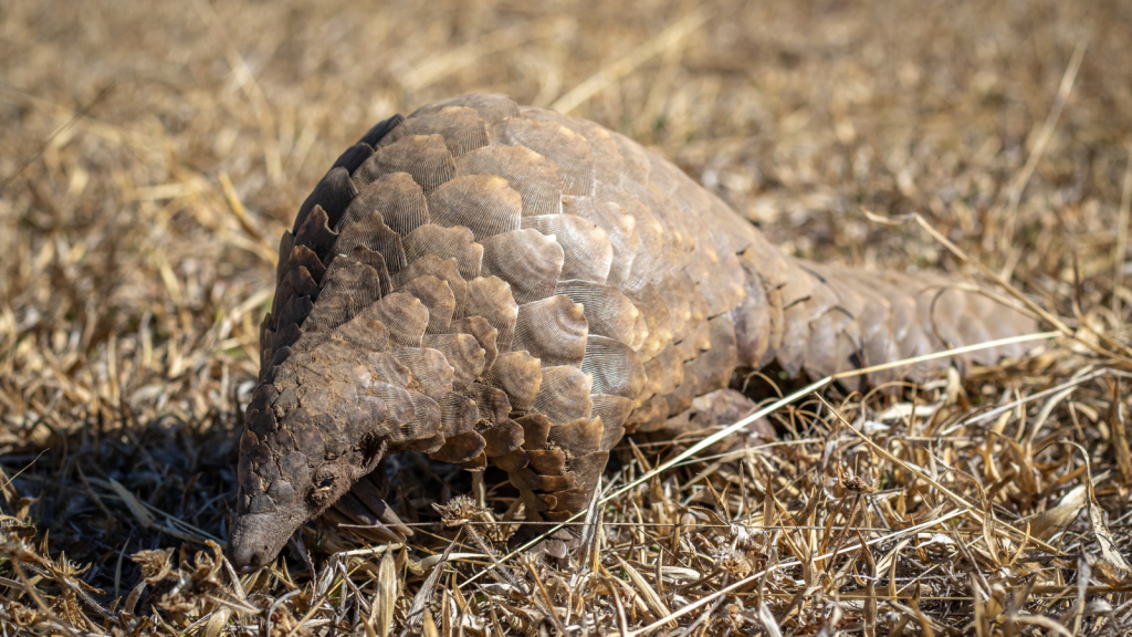 Pangolin