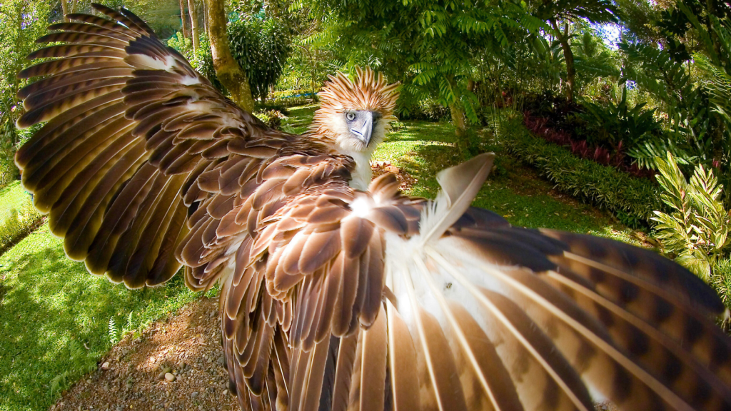 13 Unique Traits of the Philippine Eagle, One of the World's Rarest Birds