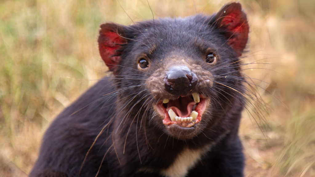 12 Facts About the Tasmanian Devil, Nature's Fierce Marsupial