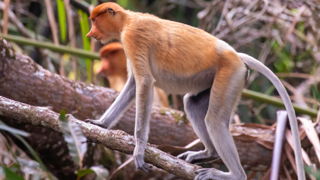 Proboscis Monkey