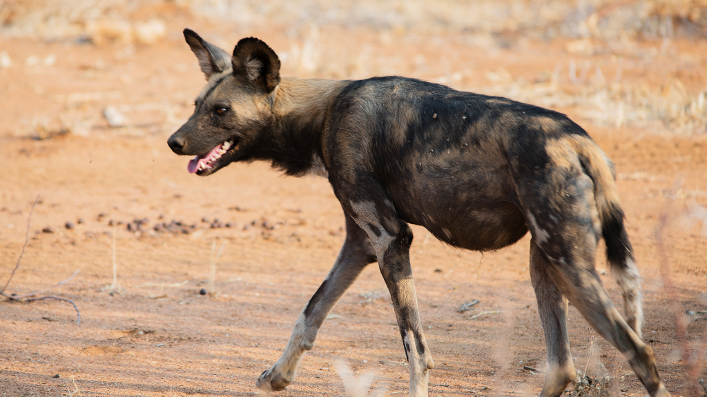 African Wild Dog 