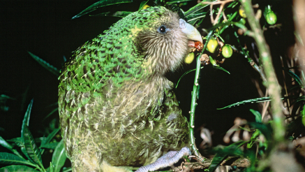 Kakapo