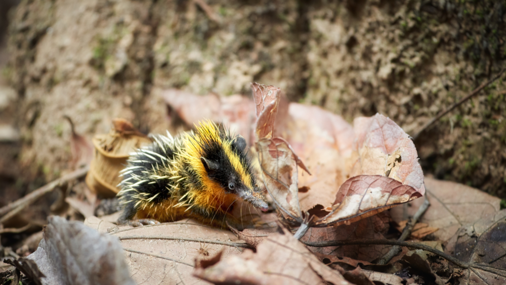 Lowland Streaked Tenrec