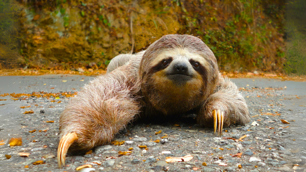 15 Surprising Facts About Sloths: Nature's Slowest Speedsters