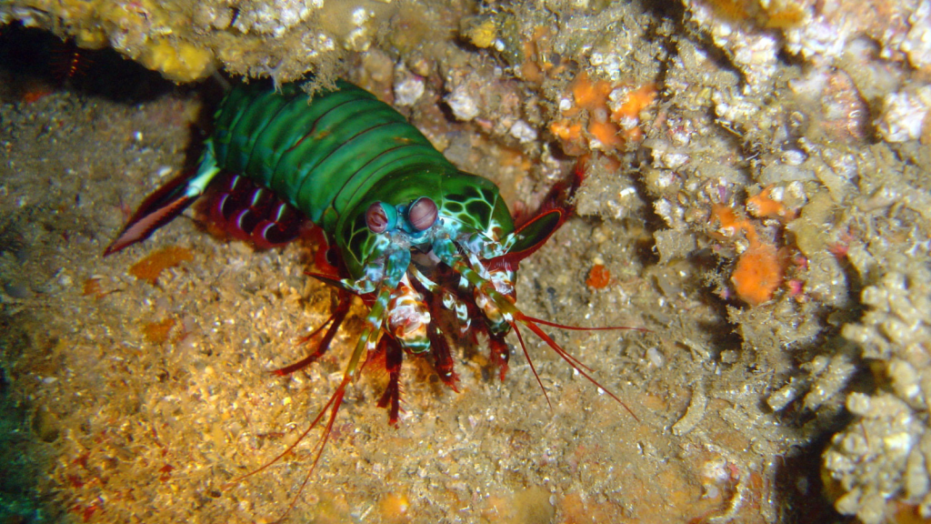 Peacock Mantis Shrimp