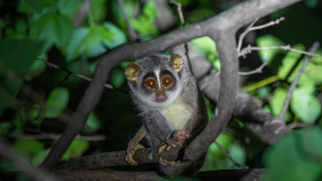 Slender Loris