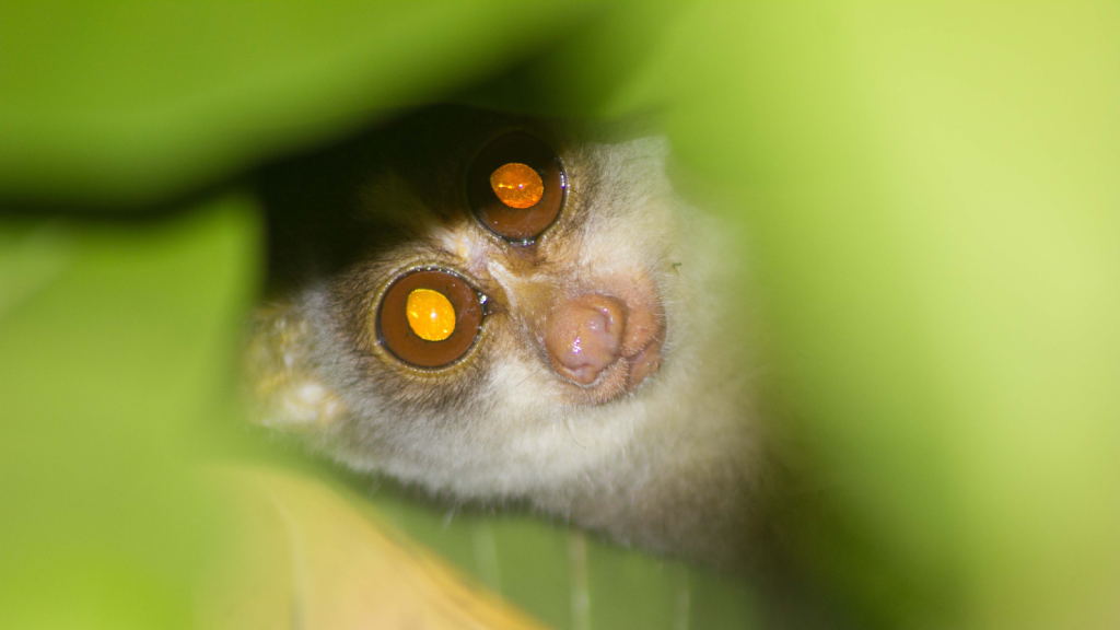 Slender Loris