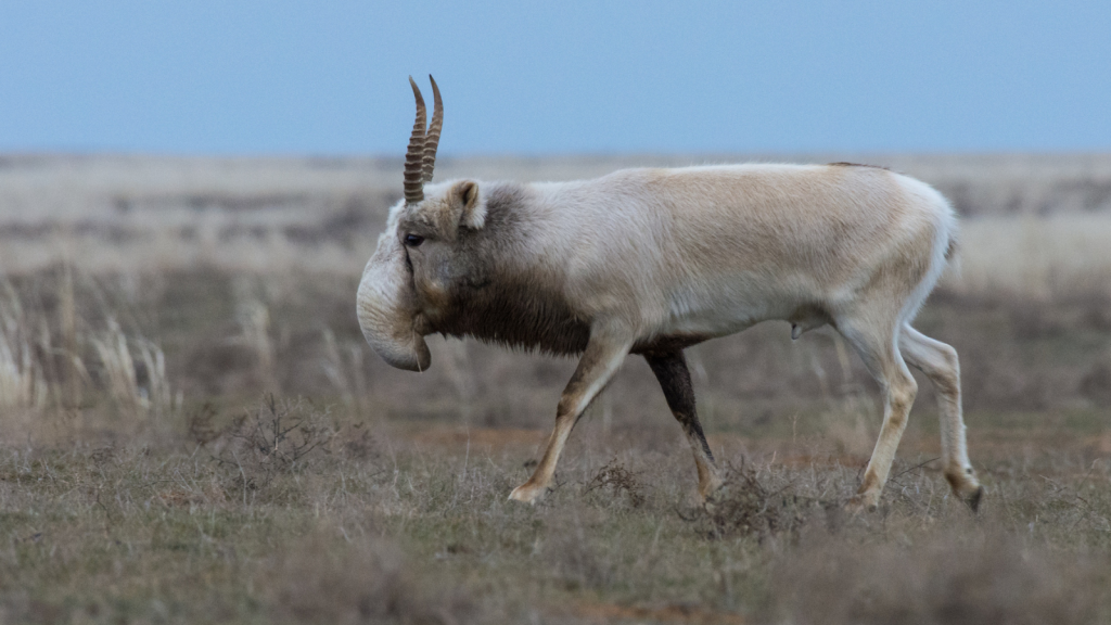 Saiga Antelope