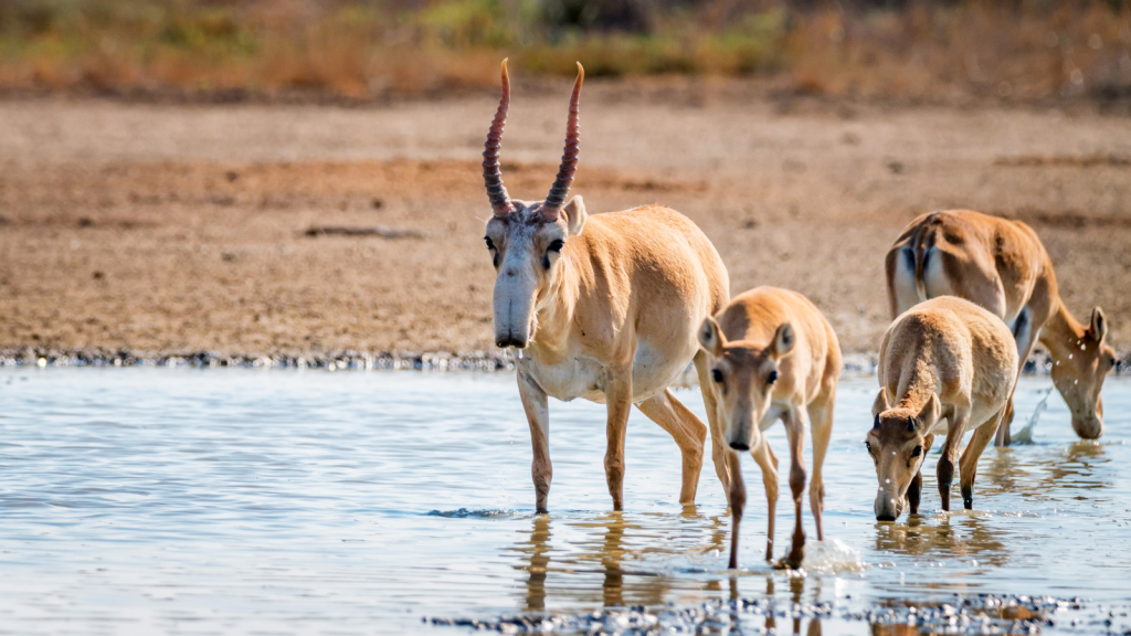 Saiga Antelope