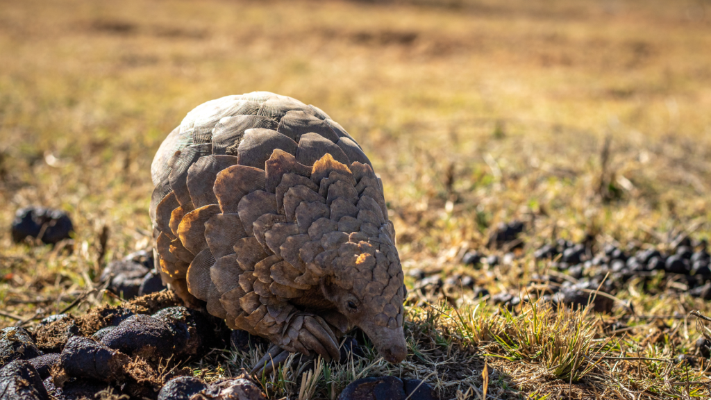 Pangolin