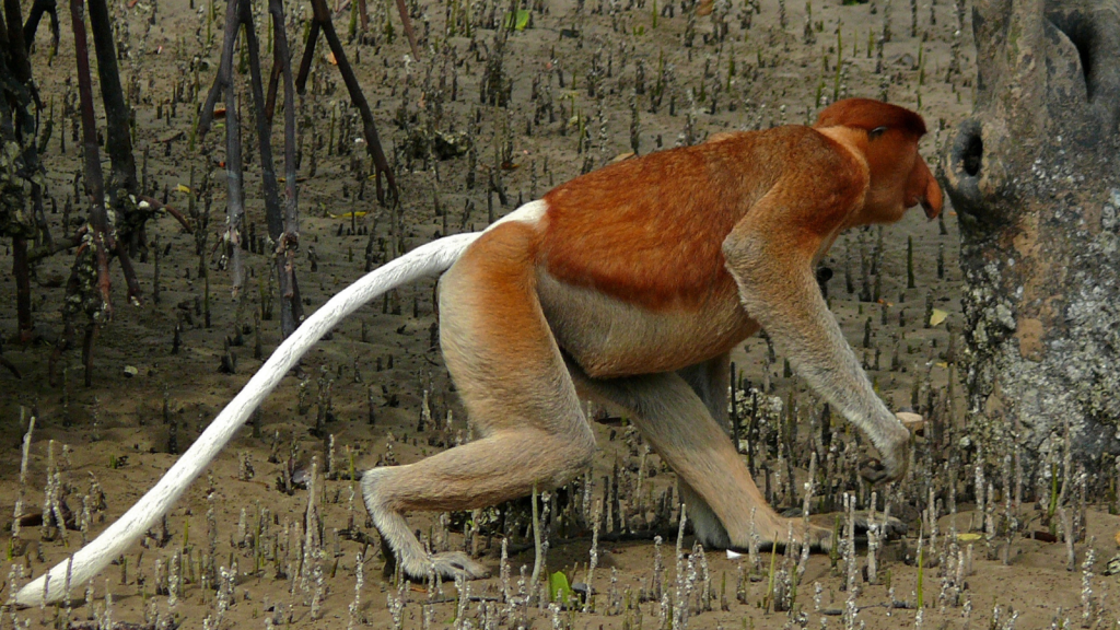 Proboscis Monkey 