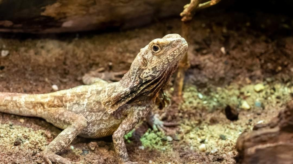 Frilled Lizard