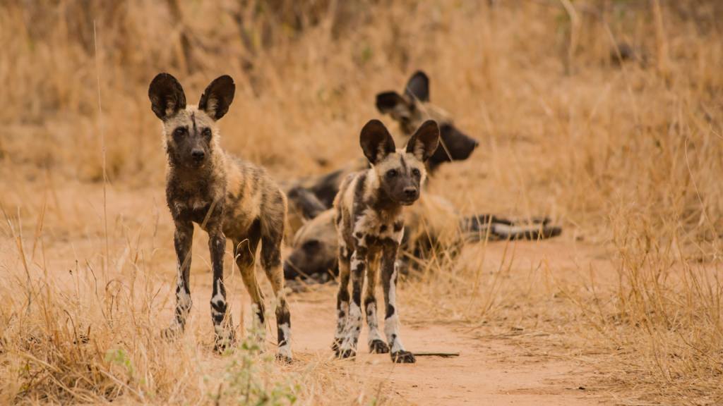 African Wild Dogs