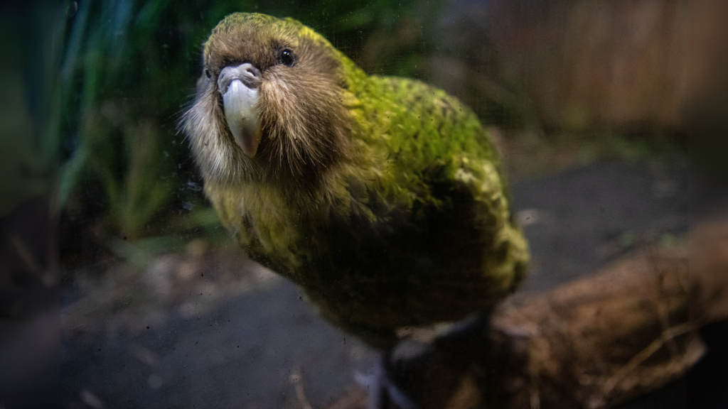 Kakapo