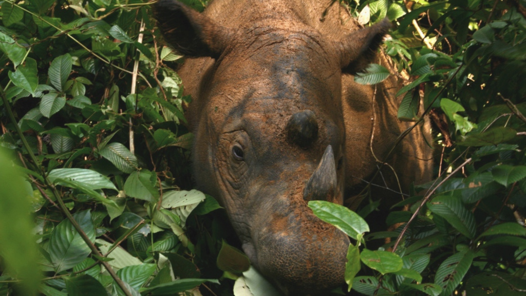 Sumatran Rhinoceros