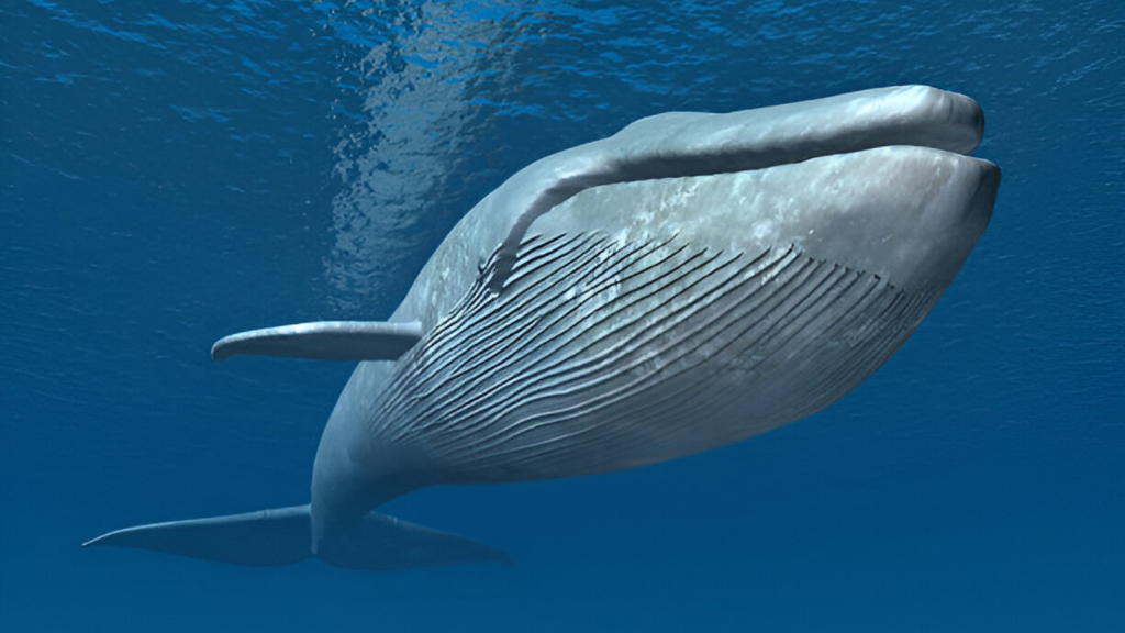 Blue Whale